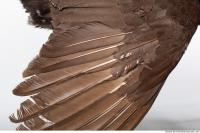 bird skin feather 0013